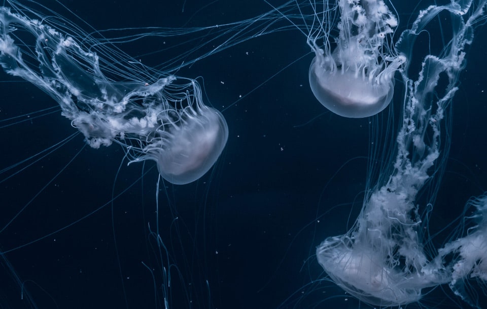 aquarium meduses