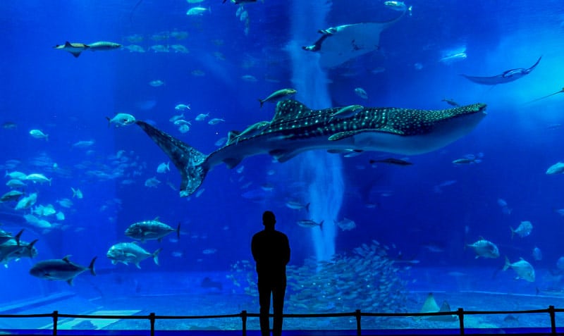 aquarium palmyre charente maritime