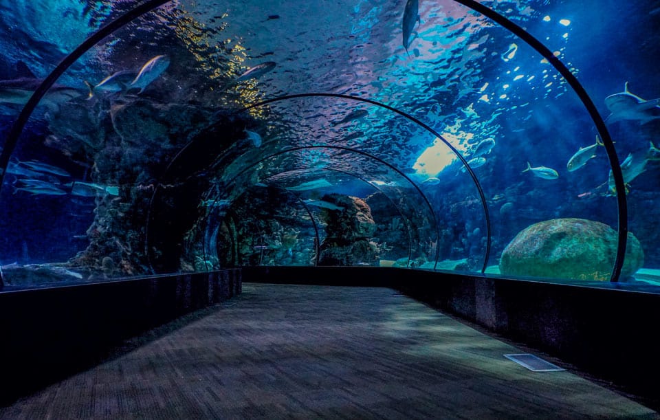 decouvrir aquarium la rochelle