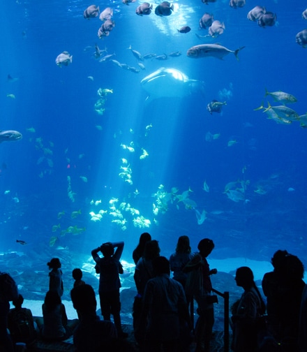 Visiter l'Aquarium de La Rochelle
