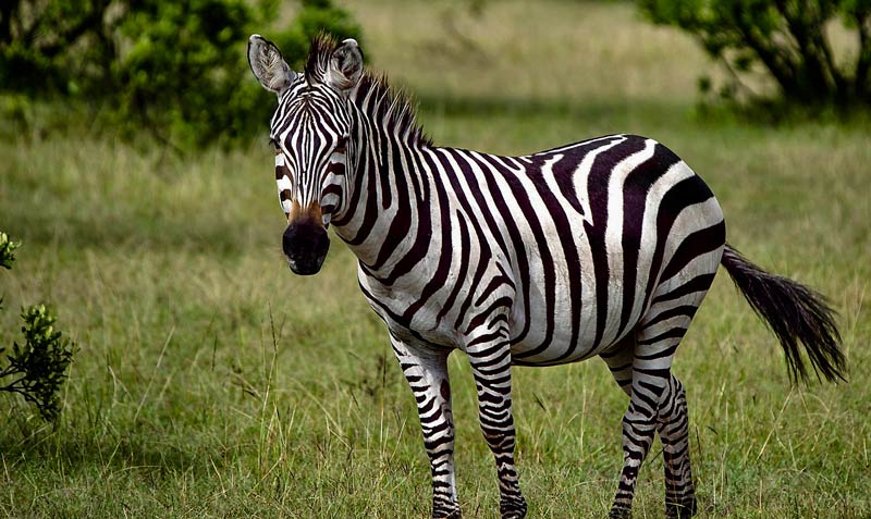 tourisme zoo palmyre charente