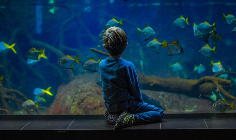 visite pedagogique aquarium