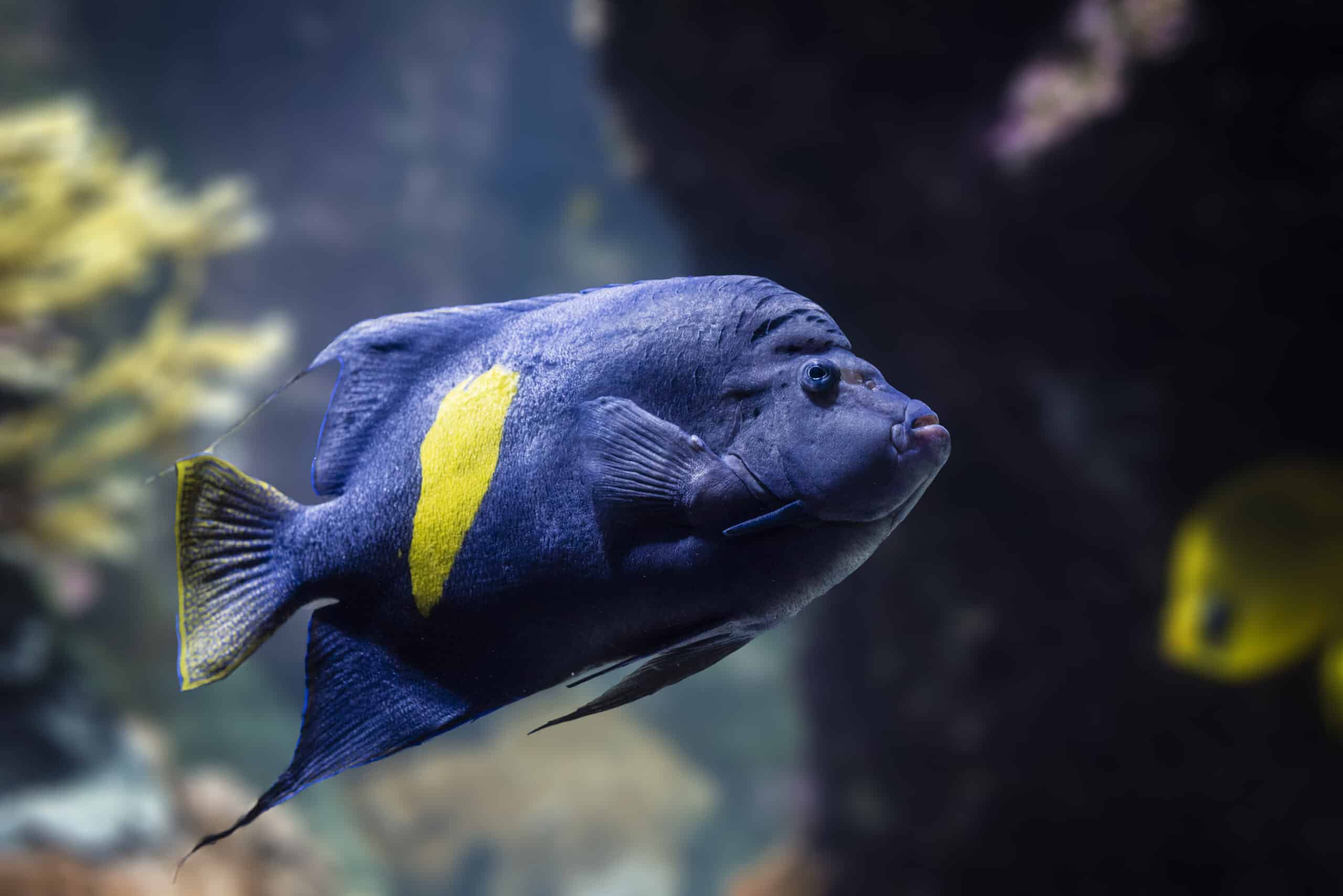 Code Promo Aquarium La Rochelle Aout 2022 Aquarium La Rochelle : Visite, tarifs et horaire de l'aquarium de La  Rochelle