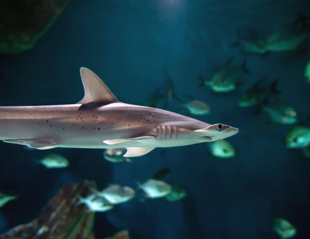 Code Promo Aquarium La Rochelle Aout 2022 Aquarium La Rochelle : Visite, tarifs et horaire de l'aquarium de La  Rochelle