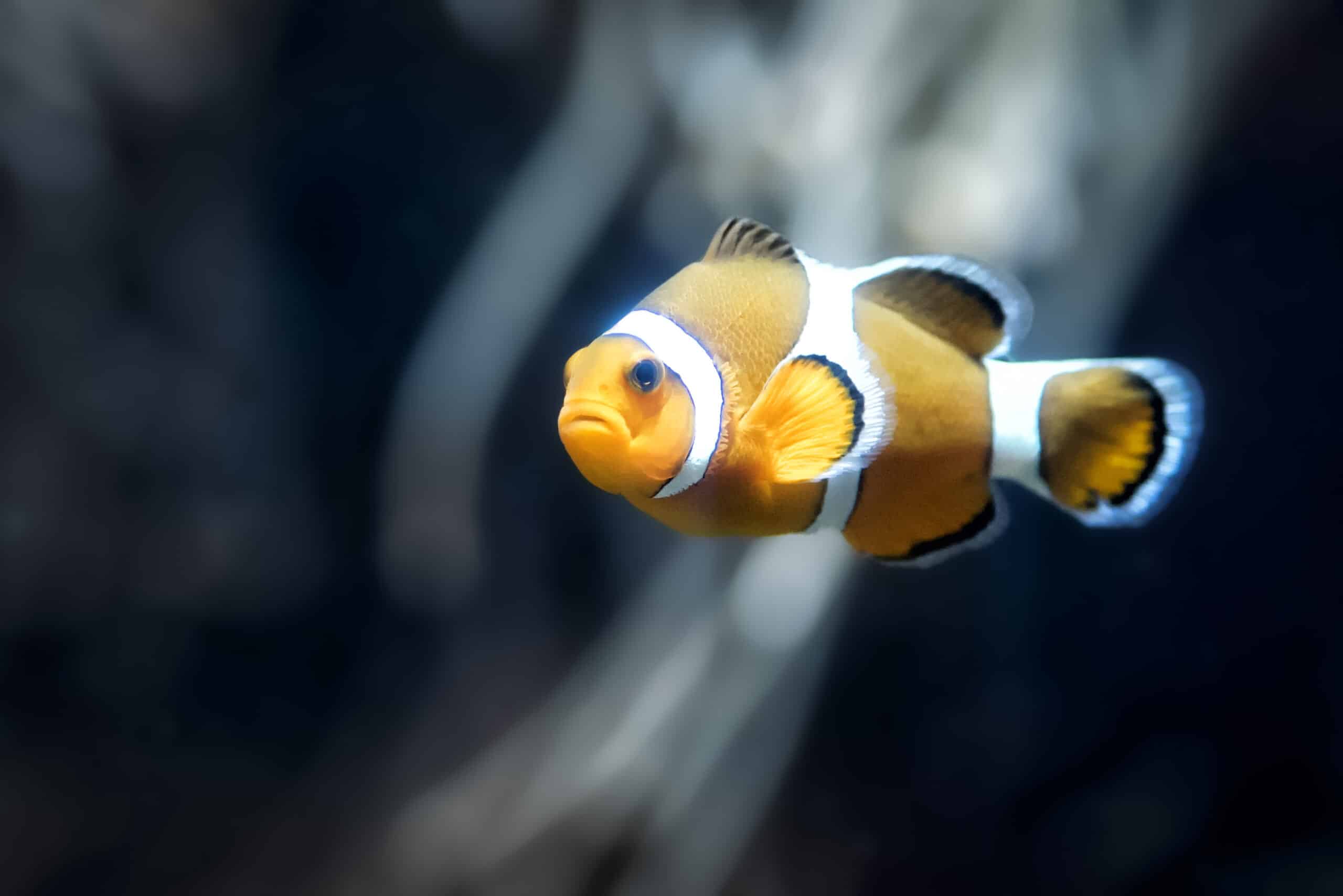 Code Promo Aquarium La Rochelle Aout 2022 Aquarium La Rochelle : Visite, tarifs et horaire de l'aquarium de La  Rochelle