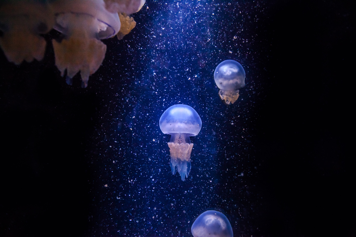 Code Promo Aquarium La Rochelle Aout 2022 Aquarium La Rochelle : Visite, tarifs et horaire de l'aquarium de La  Rochelle