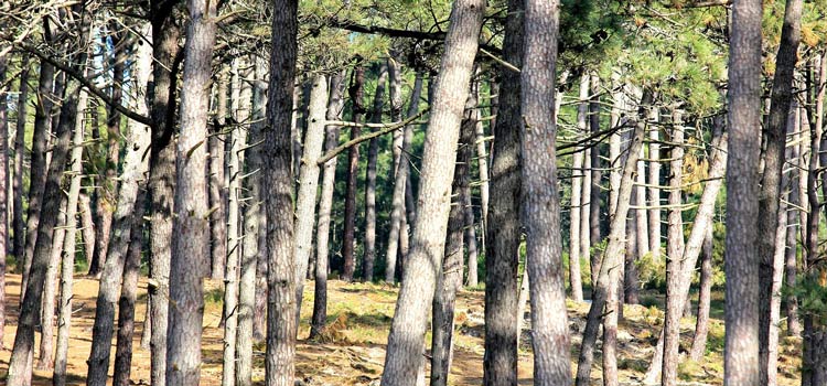 Randonnée dans la Forêt de la Coubre