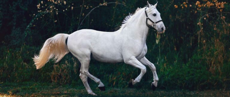 Balade à cheval à Royan