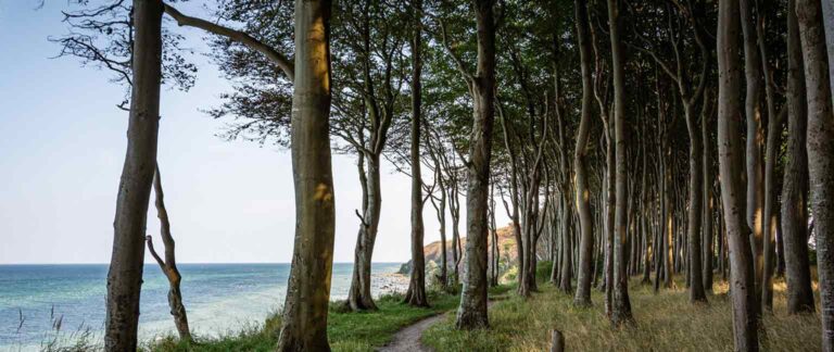 Forêt de Suzac