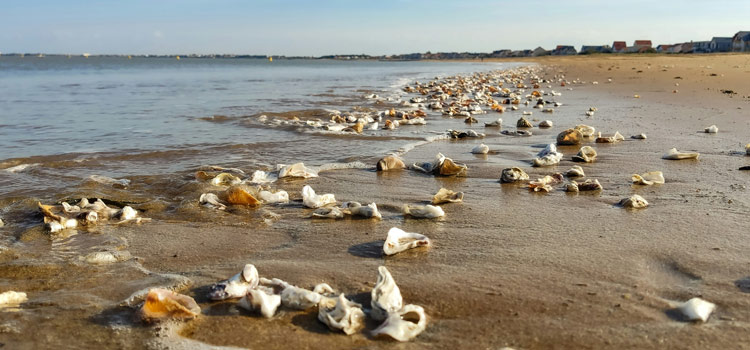 La presqu'île d'Arvert