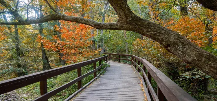 randonnee dans le foret